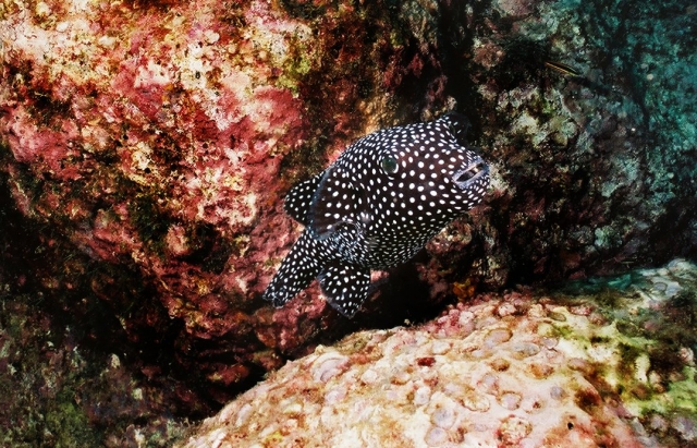  Kugelfische 